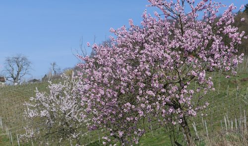 Artikelbild zu Artikel Blütenwegfest am 12. April 11:00 bis 17:00 Uhr – Besucht uns auf dem Abschnitt zwischen Sulzbach und Hemsbach