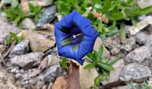 Artikelbild zu Artikel Nach dem Winterschlaf: Alpinum und andere Anpflanzungen